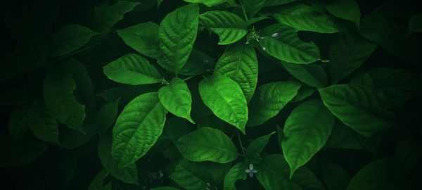 High angle view of green leaves on plant at night