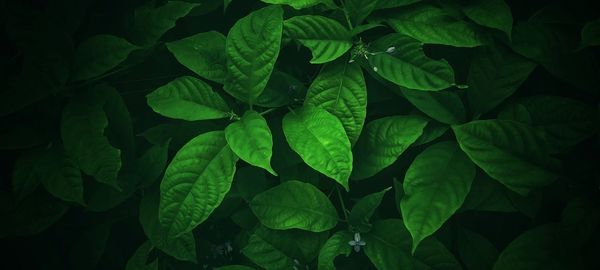 The green leaf background has a beautiful pattern.