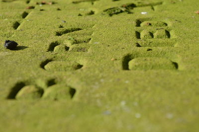 Close-up of grass in field