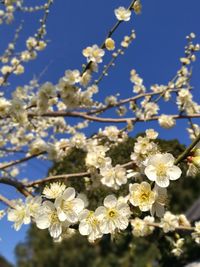 Low angle view of apple blossoms in spring