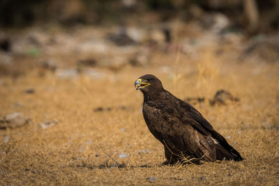 Close-up of a bird on field