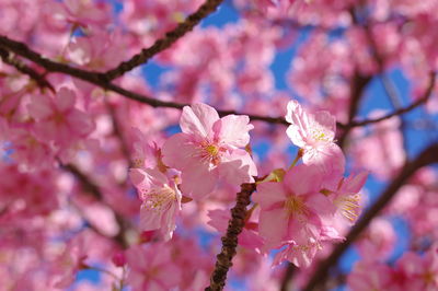 Close-up of pink cherry blossom