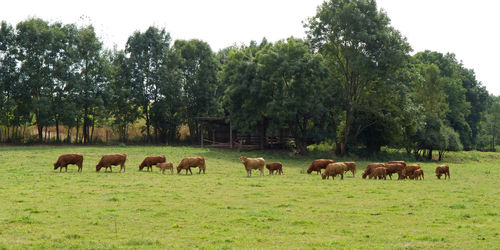 Herd of cows