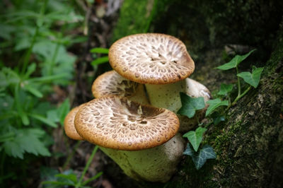 Close-up of mushrooms growing in forest