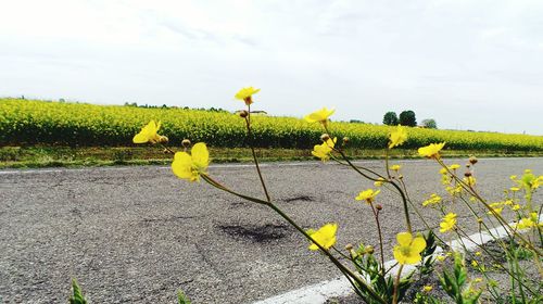 Yellow flowers growing in field