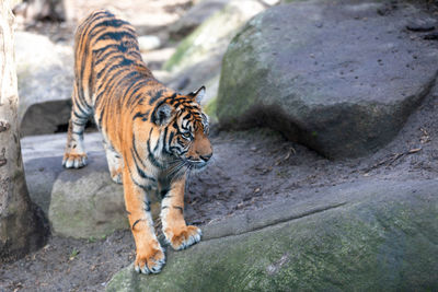 Full length of a cat