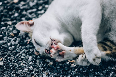 Close-up of cat sleeping