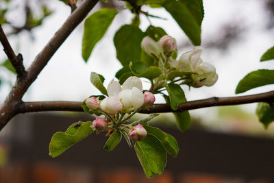 Close-up of white cherry blossom on tree