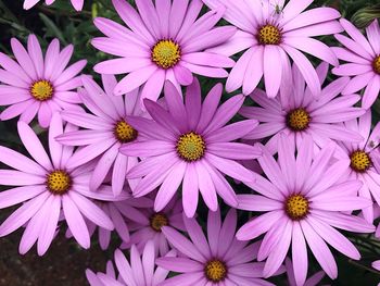 Close-up of pink flowers