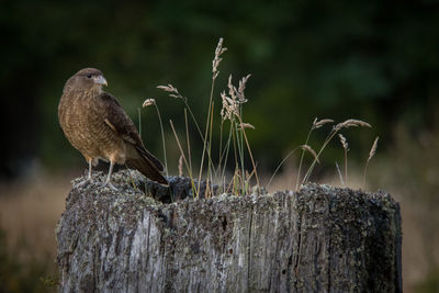 Close-up of bird perching on wooden post