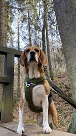 Dog looking away in forest