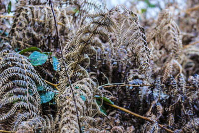 Close-up of plants