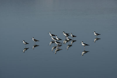 Flock of birds flying in sky