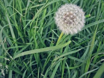 Close-up of dandelion growing in field