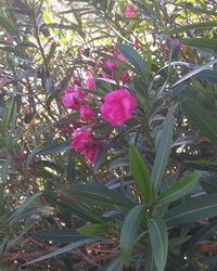 Close-up of pink flowering plant in park