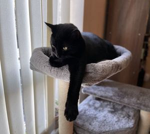 Close-up of a dog looking away