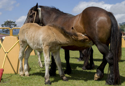 Horses grazing in a field