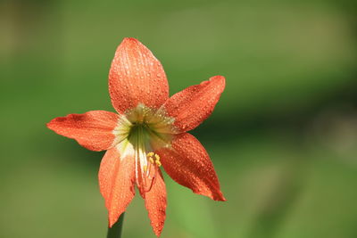 Close-up of orange flowering plant