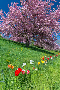 Close-up of fresh pink cherry blossom in park