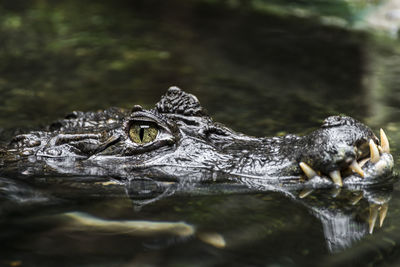 Close-up of crocodile in the lake