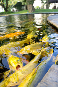 Close-up of fish swimming in sea