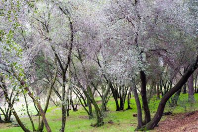 Close-up of fresh flower tree against sky