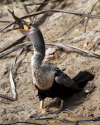 Close-up of bird