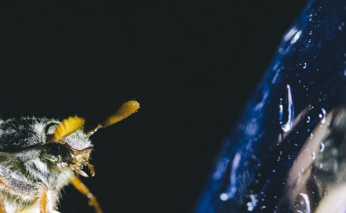 Close-up of illuminated star at night