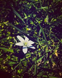 Close-up of white flowering plant