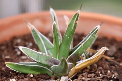 Close-up of succulent plant