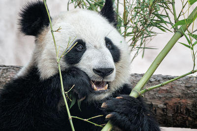 Close-up of animal eating plant in zoo