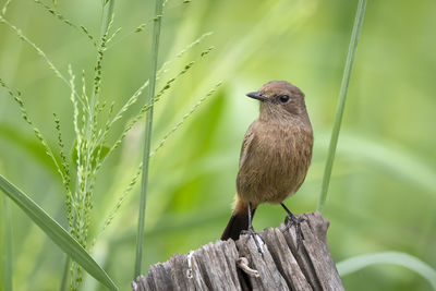 Image of asian brown flycatcher muscicapa dauurica on stump on nature background. bird. animals.