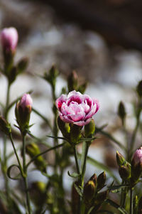 Close-up of pink flowering plant