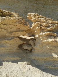 Close-up of lizard on sand at beach