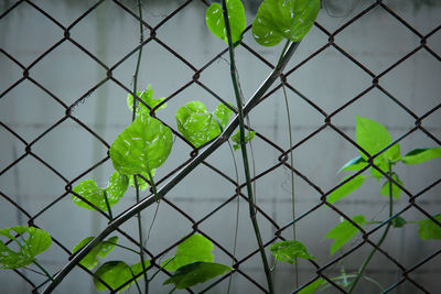 Close-up of chainlink fence against plants