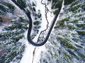 Snow covered trees in forest