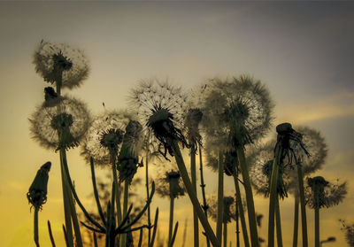 Close-up of dandelion against sky