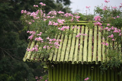 Close-up of pink flowering plants in park