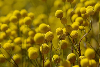 Close-up of yellow flowers