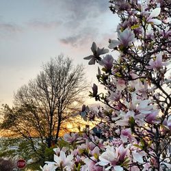 Pink flowers on tree