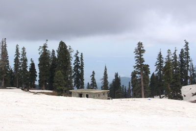 Panoramic view of trees on snow against sky