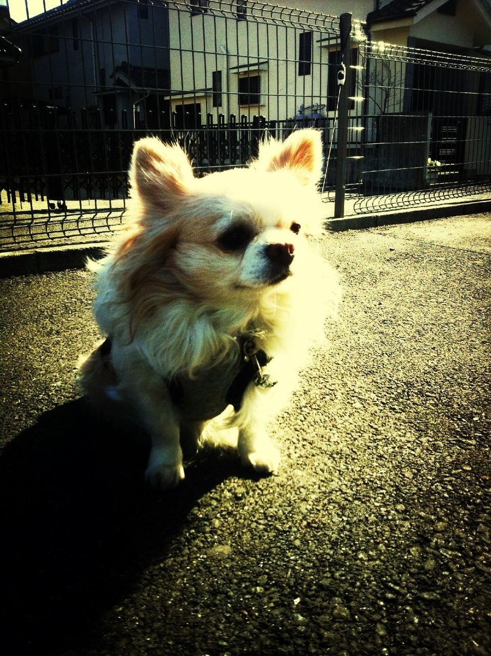 animal themes, domestic animals, one animal, pets, mammal, dog, street, building exterior, zoology, sitting, vertebrate, built structure, sunlight, city, outdoors, full length, no people, animal, shadow, road