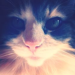 Close-up portrait of a cat