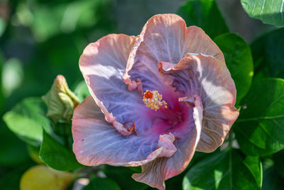 Close-up of rose flower