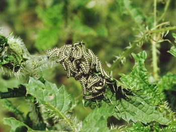 Close-up of caterpillars on green plants