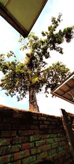 Low angle view of tree and house against sky