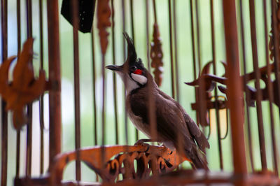 Close-up of bird perching in cage