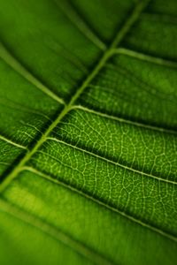 Full frame shot of green leaves