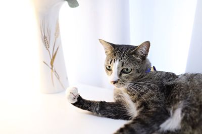 Close-up of a cat looking away