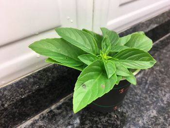 High angle view of fresh green plant